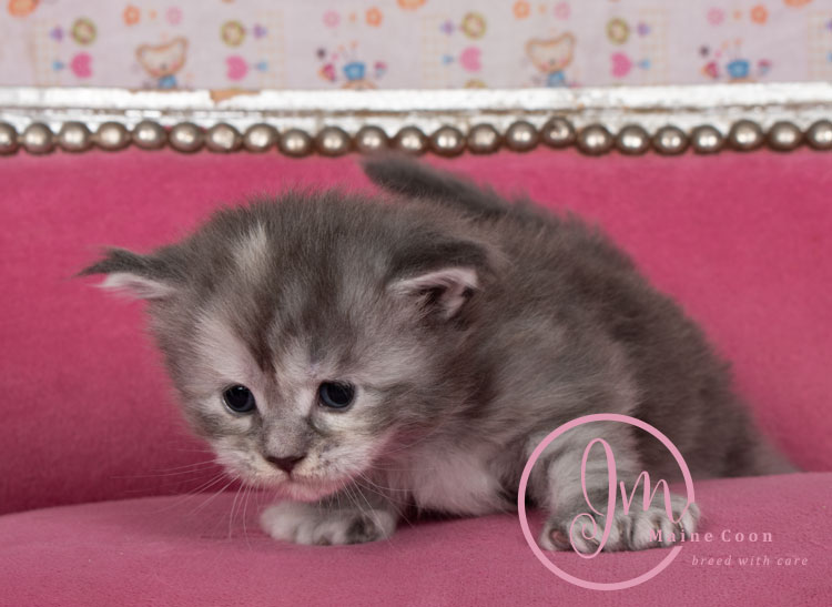 Azul03-weeks_05