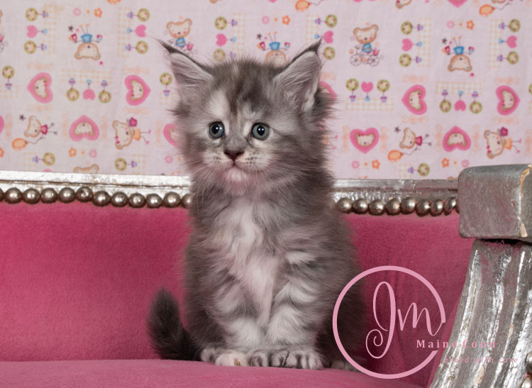 Azul04-weeks_03