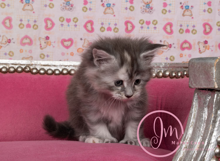 Azul04-weeks_04