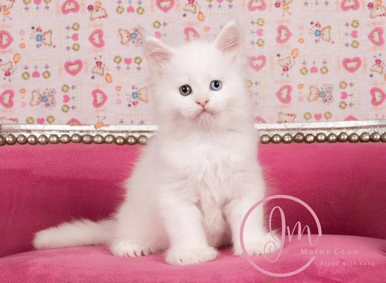 Kikærte_uge06_days00_03