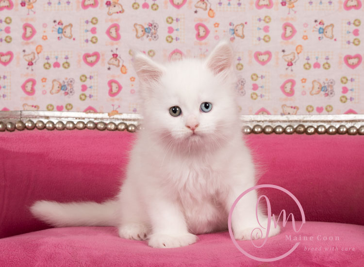 Kikærte_uge06_days00_07