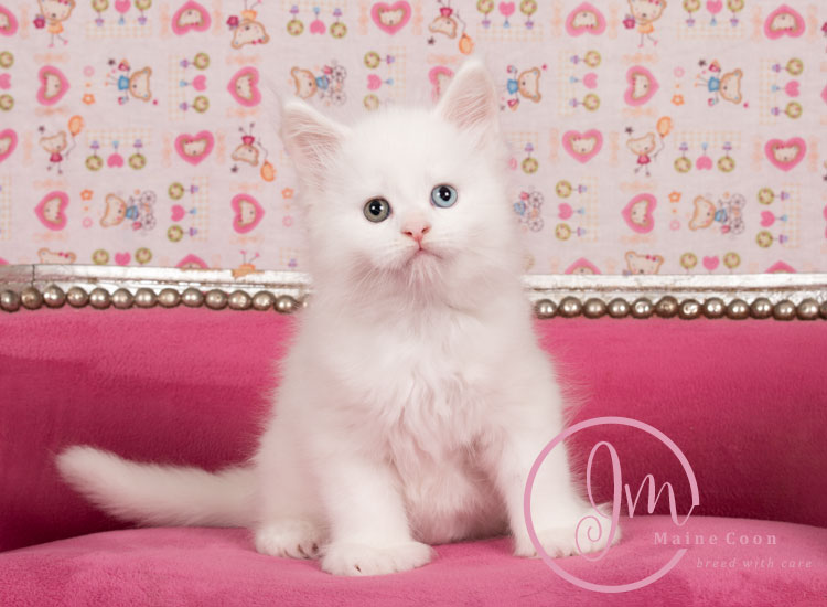 Kikærte_uge06_days00_08