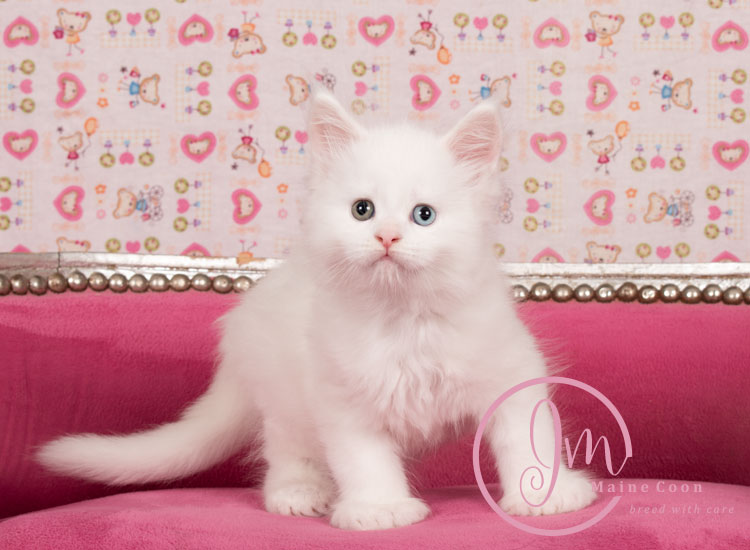 Kikærte_uge06_days00_10