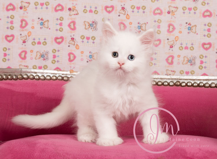 Kikærte_uge06_days00_11