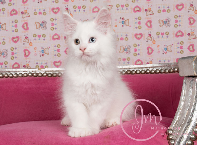 Kikærte_uge10_days00_01