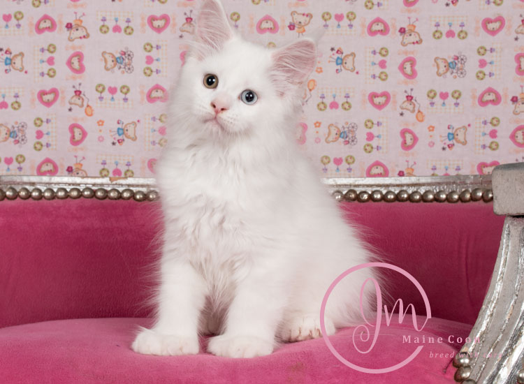 Kikærte_uge10_days00_03