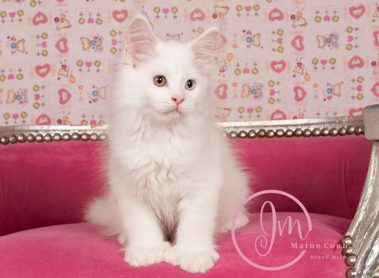 Kikærte_uge10_days00_07