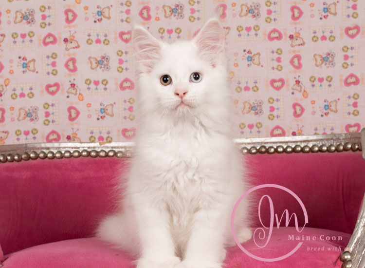 Kikærte_uge10_days00_08