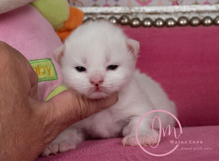 Kikærte_uge_days11_05