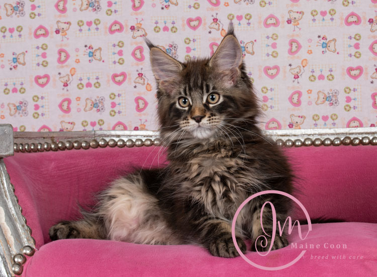 Genghis_Khan_week11_7