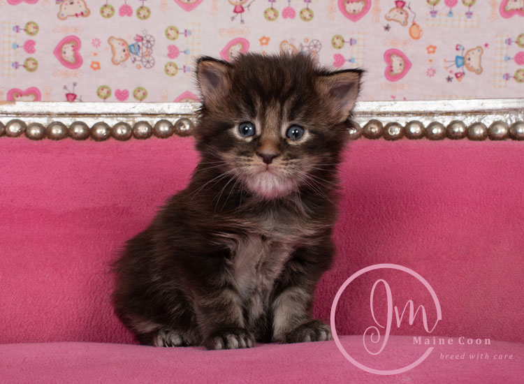 Genghis_Khan_week03_day01_03