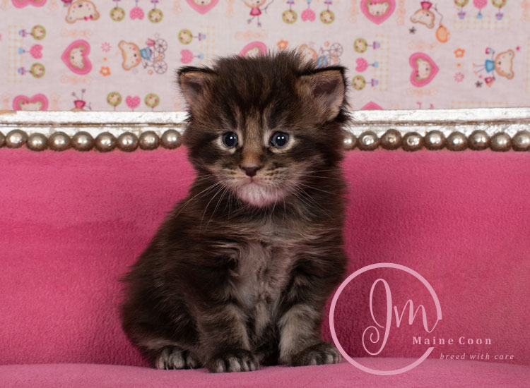 Genghis_Khan_week03_day01_05