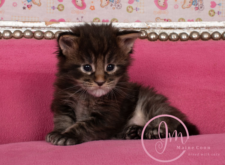 Genghis_Khan_week03_day01_08