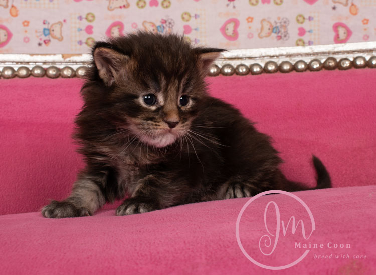 Genghis_Khan_week03_day01_09