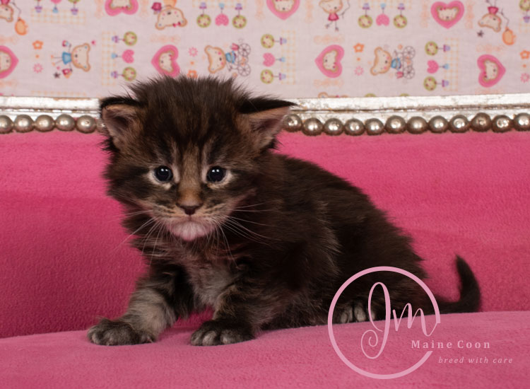 Genghis_Khan_week03_day01_10