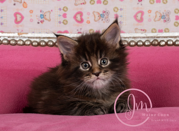 Genghis_Khan_week05_day01_06