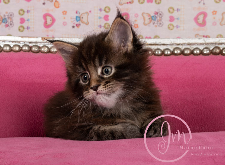 Genghis_Khan_week05_day01_08