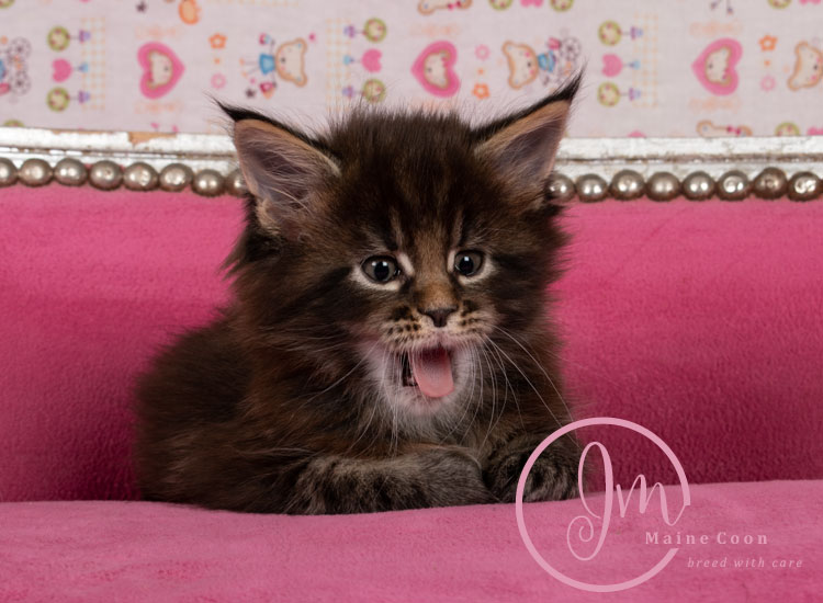 Genghis_Khan_week05_day01_09