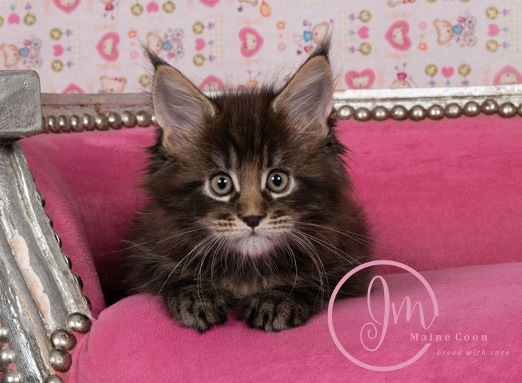 Genghis_Khan_week07_day01_03