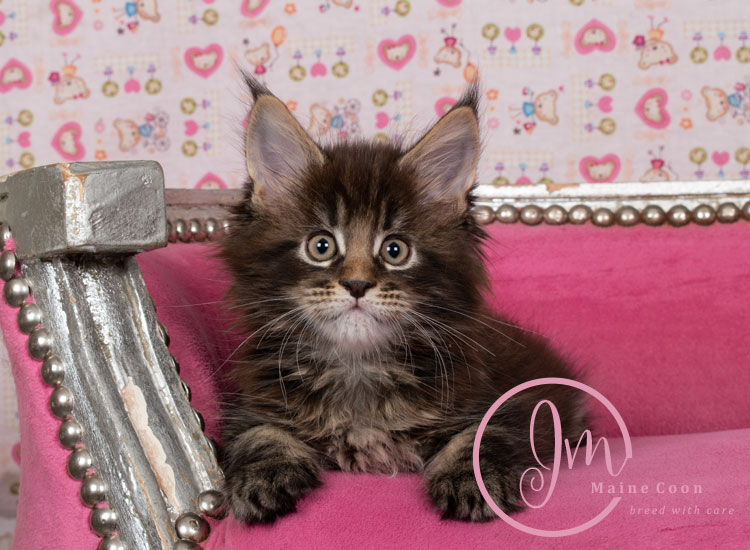 Genghis_Khan_week07_day01_10