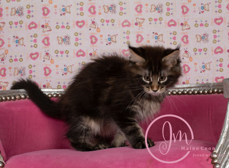 Genghis_Khan_week09_day01_1