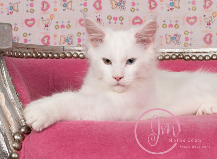 white-cloud_week09_04