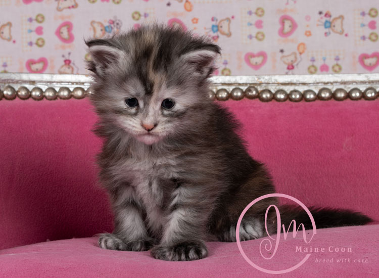 Kalamataweek-03-week_03