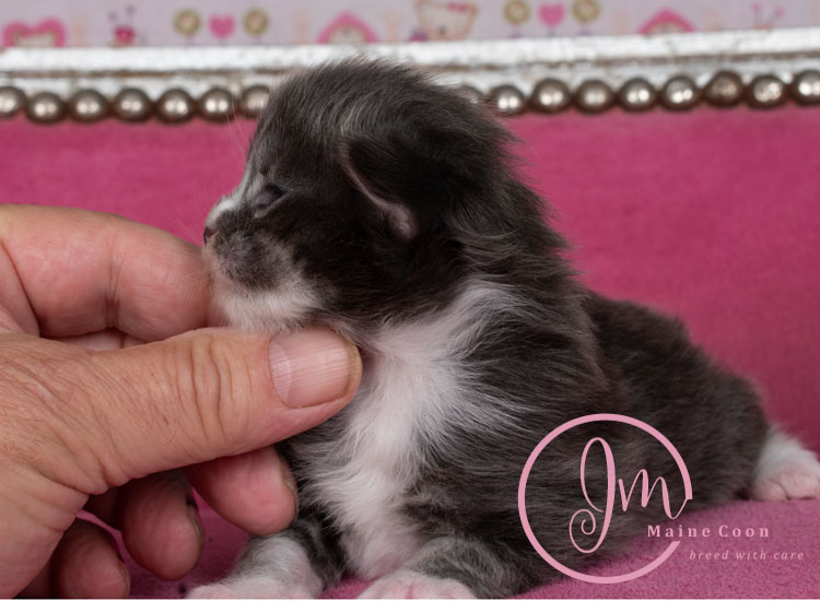 Manzanilla_week01_days_4_03