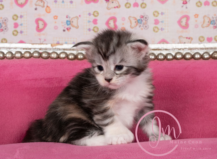 Jelly_Beans_weeks03_05