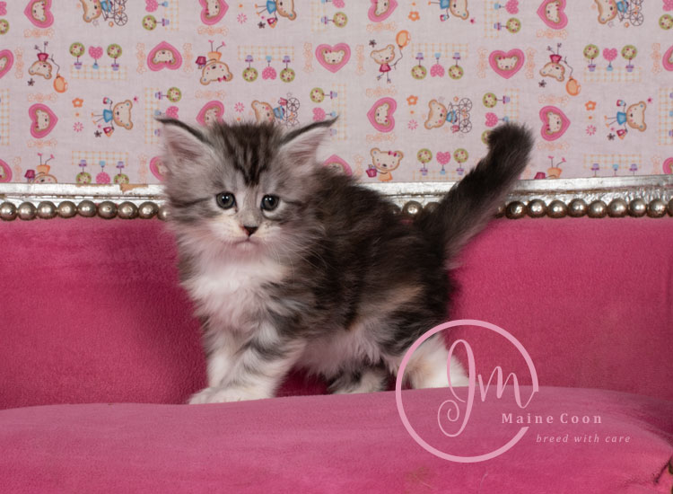 Jelly_Beans_weeks05_08