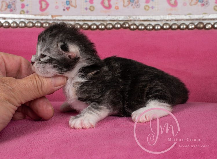 Jelly_Beansweeks_days07_02