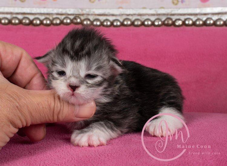 Jelly_Beansweeks_days07_03