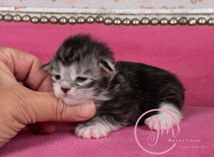 Jelly_Beansweeks_days07_04