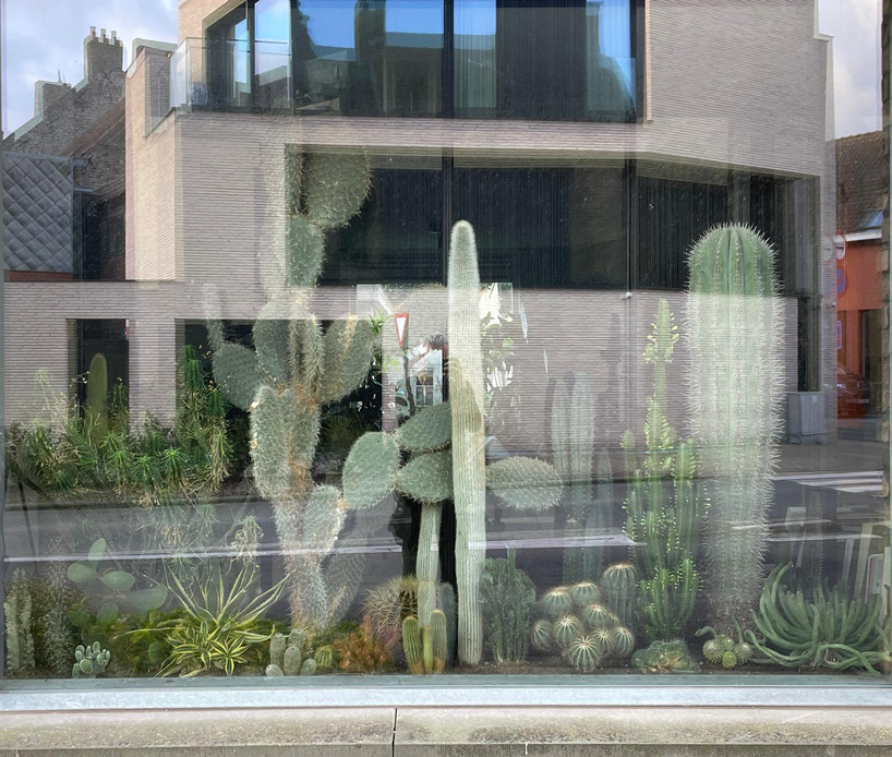 Z32_cactusraamKLEUR