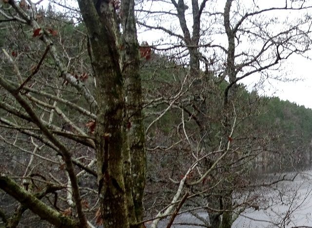 Bergsvann