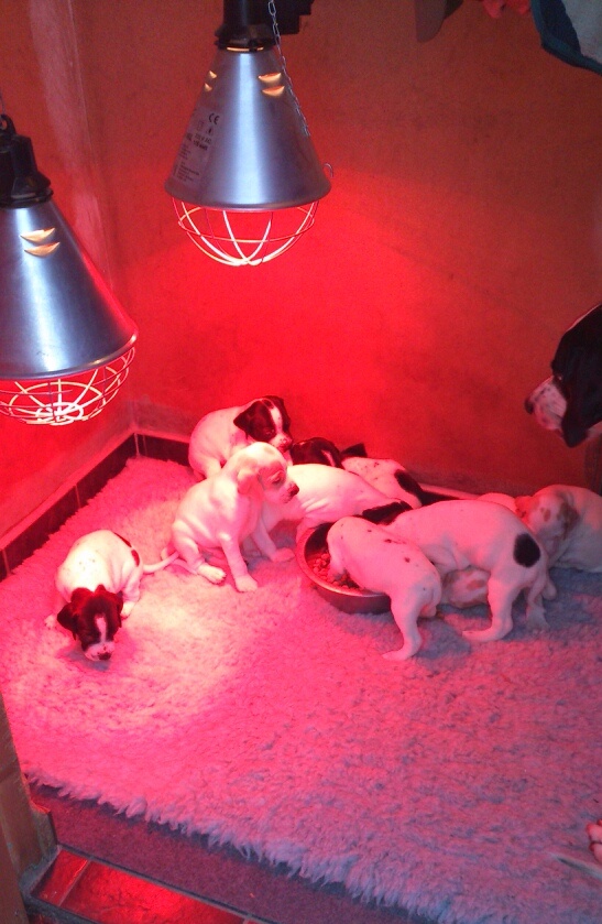 Valpene er nå 3 uker og fire dager. Valpekassen er ikke optimal lenger så da er det ut i hundehuset. 2 varmepærer sikrer at det er varmt nok. I dag fikk valpene det første måltid med tørrfor og de kastet seg over maten. Nå er det også fritt for de som vil å gå ut, døgnet rundt. Men da må nok solen titte frem først....