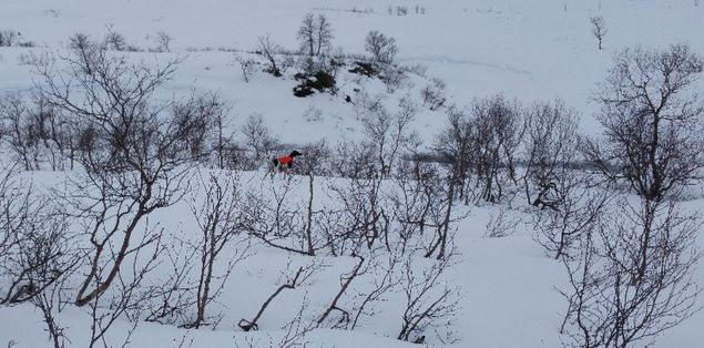 Jutevatnets Rollon i stand 25.03.16. Vårlige ryper i fjellet.