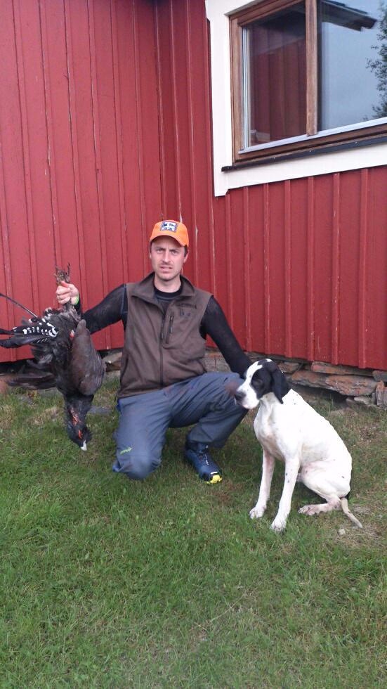 Bunnår i Arjeplog, årets produksjon av rype og skogsfugl har ikke vært vellykket.
Vi ønsker østagløttens Lely, østagløttens Sifo, olsmyrens p Rocket Man og eidemslias Dano lykket til i finalen i morgen på Kongsvoll.
