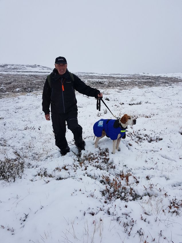 Grattis til Ivar Ellingsen  med 1VK kval og 1VK semi i helgen. Vår Jutevatnets Prima gikk også til finalen, men hun viste tydelige tegn på at hun var sliten etter 2 ukers vindfull jakt. Onsdag jaktet hund 5 timer i strekk og det ble felt 9 fugl for henne.  Vi valgte derfor å melde avbud i søndagens finale.. I derby lykkes vi ikke. Estrella taklet tydelig ikke plutselig å få ny fører. Også hun med 2 uker jakt i beina. Plutselig snøfall gjorde nok også sitt til at hun og Rana fikk kun ett slipp. Takk likevel til Pål Dambakken som tok jobben som fører.

