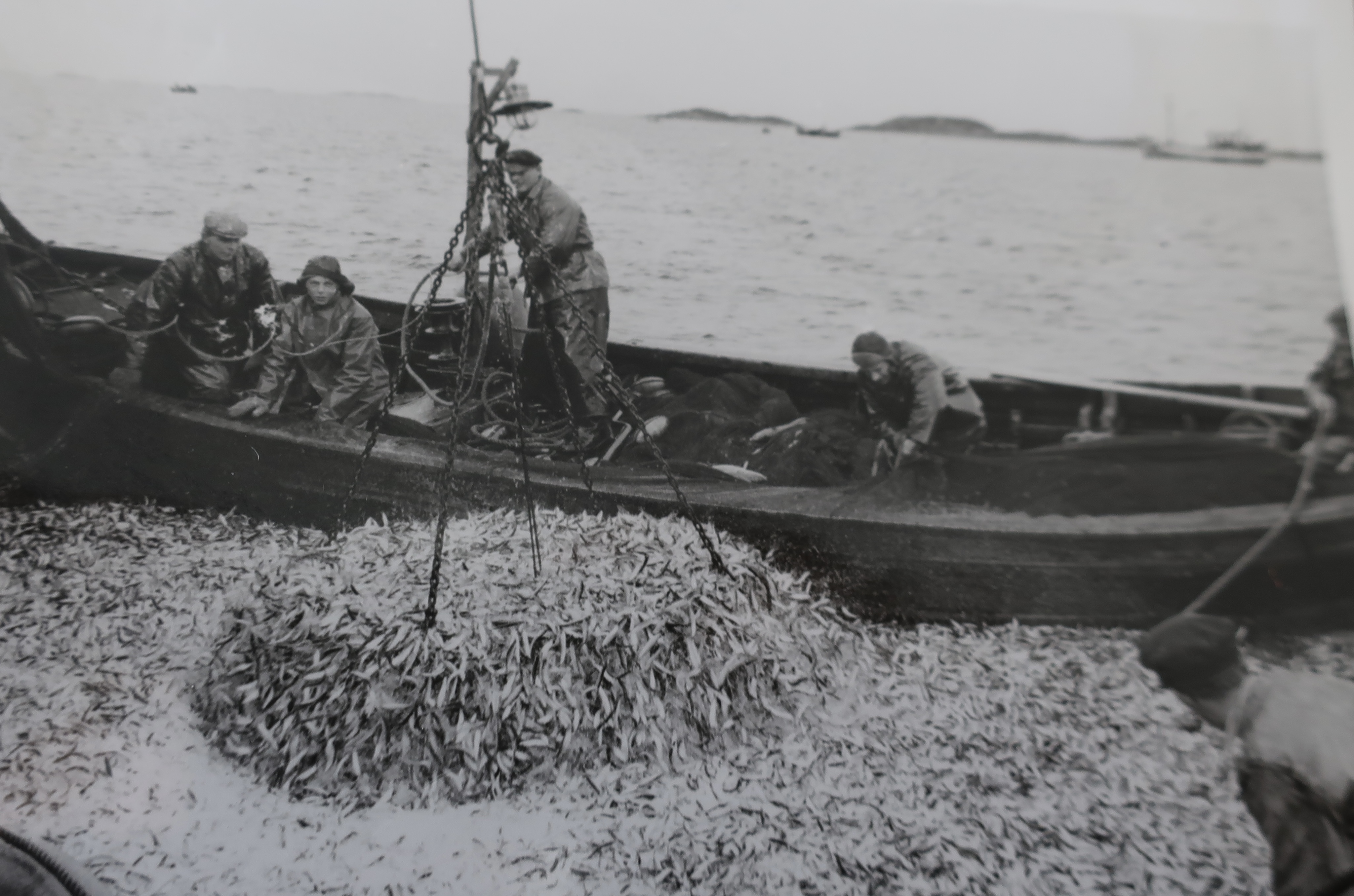 Sildefiske Løvikbukta 3