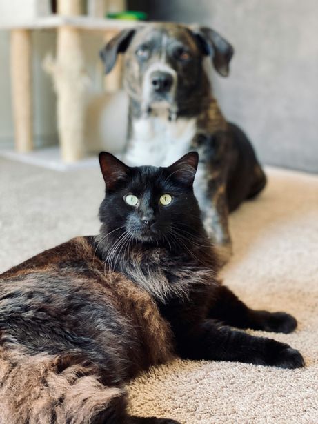 Professional Carpet Cleaning Pets Spot Removal Harborne Birmingham | k-cleaning.com 