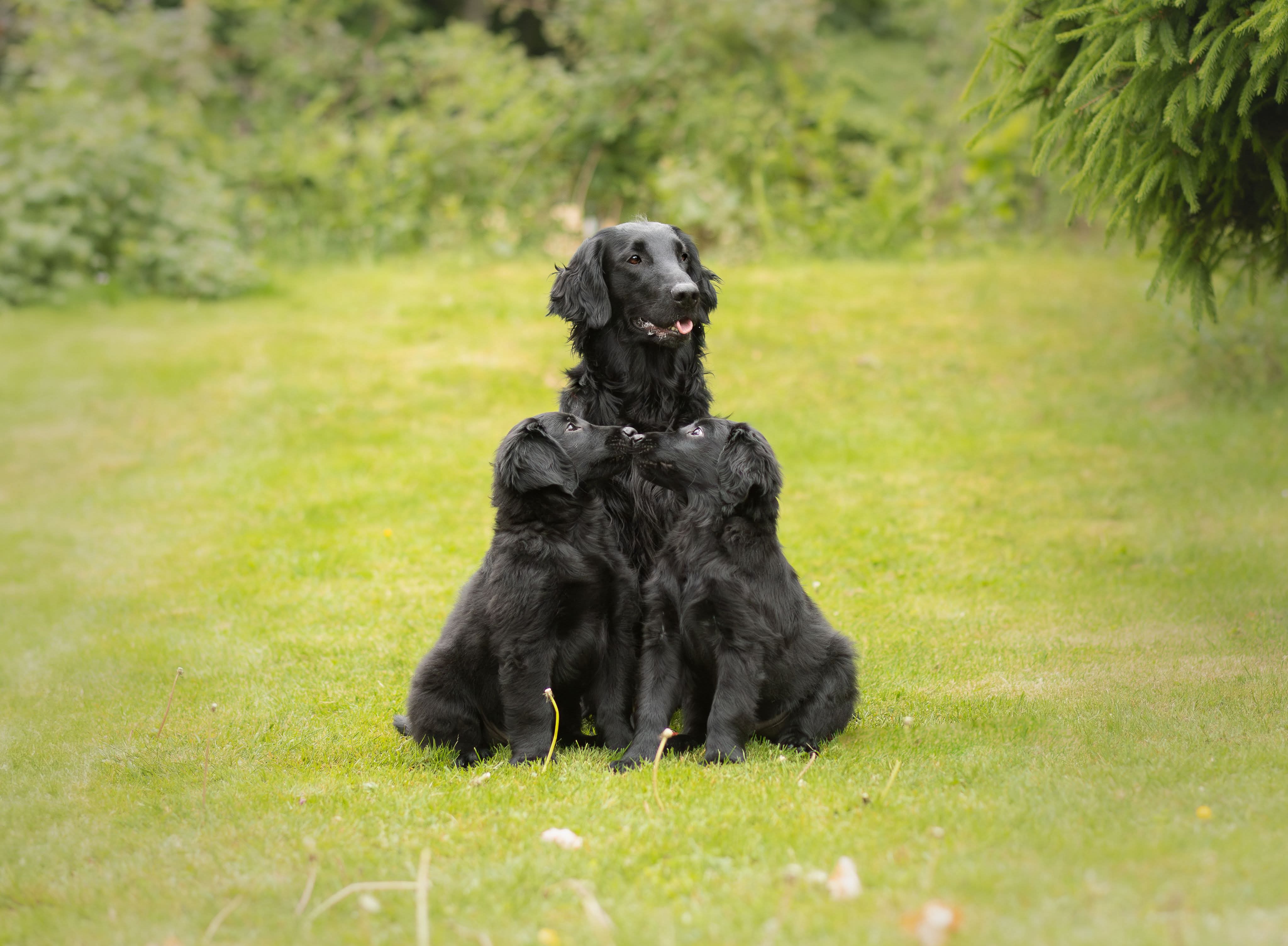 Amerika jinsiy aloqa va ularning video Rossiyadagi barcha transseksuallar