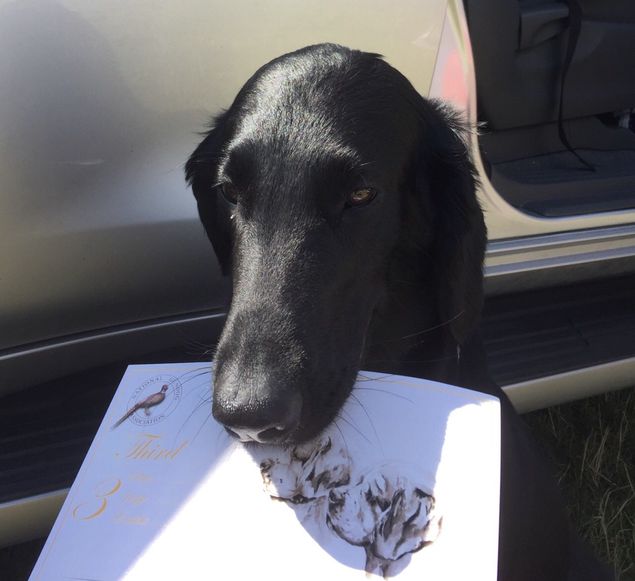 Jeg har lenge hatt lyst til å reise til England, som jo er Flatens hjemmland, for å stille hund. Og da ikke på Crufts som er for kun kvalifiserte hunder, men på vanlige engelske utstillinger. Anne-Berith Waskaas tente på ideen og onsdag 3 august startet to damer og tre hunder på turen til UK. 
Målet var først ett all breed Championshow i Paignton. Dommer for Flat var Frank Whyte. 95 påmeldte i vår rase, og en stor opplevelse å endelig være i Flatens vugge. Systemet og klasseindelingene er ganske så annerledes enn i vårt FCI system. Det blir ikke gitt noen kvalitetspremiering og det er kunn plasseringer i klassene som betyr noe. Märtha kan kun stille i open class pga sine championat og hun blir litt ung og uferdig med sine knappe 2,5 år mot godt voksne engelske ladys på 4-7 år. Nå er det også blitt slik at det er kun nr 1-3 i Open Class som får det som heter stud book number og dermed blir livstidkvalifisert for Crufts som jo er verdens største og mest prestisjetunge utstilling. 
Märtha gjorde en super jobb i en stor klasse og hun ble plassert som nr 5!!! Så stolt av den lille jenta mi ❤️
Søndag reiste vi til Malvern. En liten endags National Gundog utstilling med bare ca 3500 påmeldte hunder! Flat utgjorde 188 av disse! Dommer for dagen var Mandy Romeo-Dieste.
Märtha var nå utslitt etter over en uke på reise, det var varmt, strålende sol og Märtha kunne nok tenkt seg en deilig kjølig skogstur istedenfor en tur i showringen. Men med god hjelp av engelske frokostpølser og Märthas ukuelige fightervilje viste hun seg igjen som den lille stjernen hun er. Og da Mrs Romeo-Dieste målrettet gikk til oss etter å ha plassert nr 1 og 2 og ga oss hånden med ordene congratulations on third, Madam. Ja da gikk resten av pølsene rett i gapet på en forundret liten stjerne. Tenk 2,5 år gammel, Norsk og Svensk Champion og nå også med Stud book number og livstidkvalifisert for Crufts! Dette er stort for en hjemmelaget liten flat fra en avsidesliggende bygd på nordvestlandet, og for hennes eiere. For en jente vi har Jon André ❤️