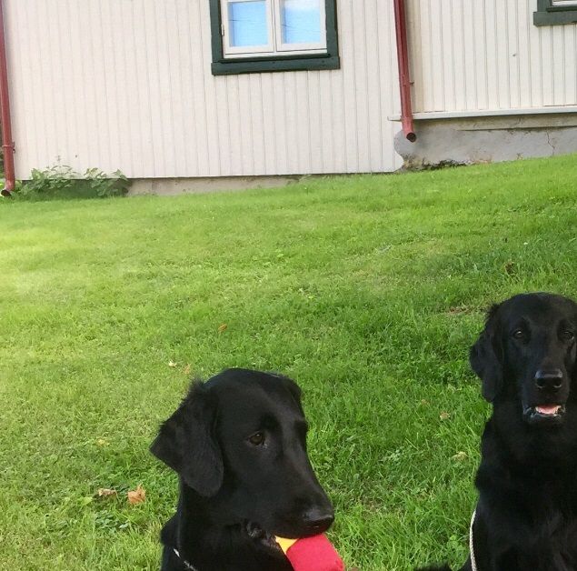 I helgen var det NKKs Internationale utstilling på Lillehammer. Märtha har hatt utstillingsfri siden februar og var vår eneste påmeldte hund på lørdag 19/8. I ett forrykende regnvær og med ett gjørmebad som underlag plasserte hun seg som nr 4 med CK. Og med rasedommer B. Sørensen sine egne ord - My Flatcoats on Saturday was some of the best I have ever had i a Show Ring…  I even said on Saturday when my Ch Class Bitches entered the ring: 