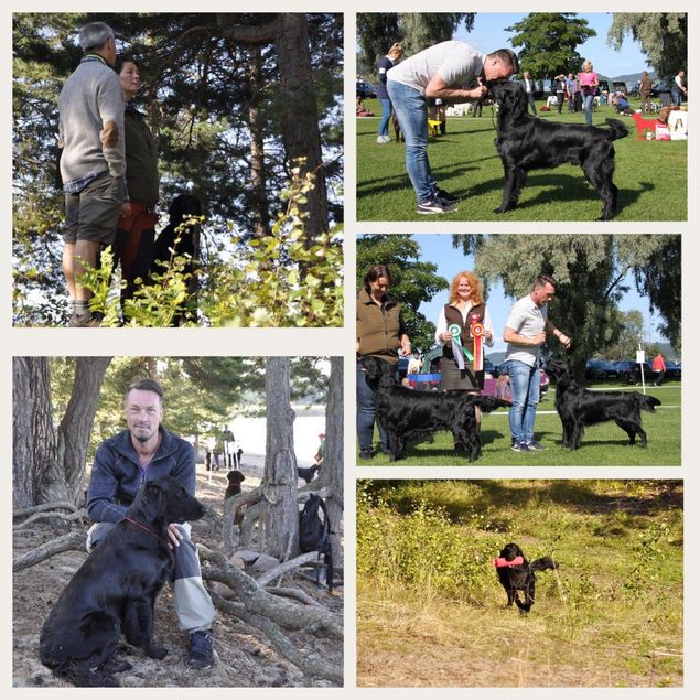 NRK avd Ringerike hadde sin utstilling på Hadeland Glassverk 26/8-17. 
Glen vant unghundklassen og ble BIR & BIS Unghund. 
Sverre vant veteranklassen. Ble beste hannhund og BIM & BIM Veteran.
Märtha vant Championklassen, ble beste tispe og BIR. Hun avsluttet dagen med BIS-2.
På søndag 27/8 var det klart for årets Flatmesterskapet og Working Testen gikk under hekt perfekte forhold på Røsholmstranda på Ringerike. Glen gjorde en bra prøve og endte som nr 6 i unghundmesterskapet og nr 18 totalt i FM.
Märtha ledet lenge, men rotet bort seieren med litt vel lange og dype søk. Hun avsluttet mesterskapet med en totalt 8 plass.
Nok en flott helg med fantastiske resultater på våre hunder!
