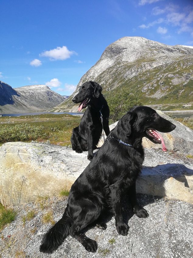 Vi hadde med oss Bosse og Glen. 
Og så var det klart for debut for Whisky-valpene, Petra og Albert. Begge de to unge viste seg fint fram og fikk flotte kritikker av dommer Filip Johnsson fra Sverige, men måtte se seg slått av sine fine halvsøsken fra kennel Fab Four. 
Glen er umåtelig stolt av sine flotte avkom.

Bosse hadde hvilt godt ut og ladet opp etter turen til Amsterdam og plasserte seg som nr 3 i juniorklassen.

Glen fortsatte som forrige helg og vant igjen åpen klassen med en super kritikk.
I Beste Hannhund løp han seg inn til 3 BHK kun slått av to Champions. 
Yngstemann i klassen gjorde det igjen og vi er så stolte av denne gutten vår med sitt store hjerte og sjarmerende fremtoning! 