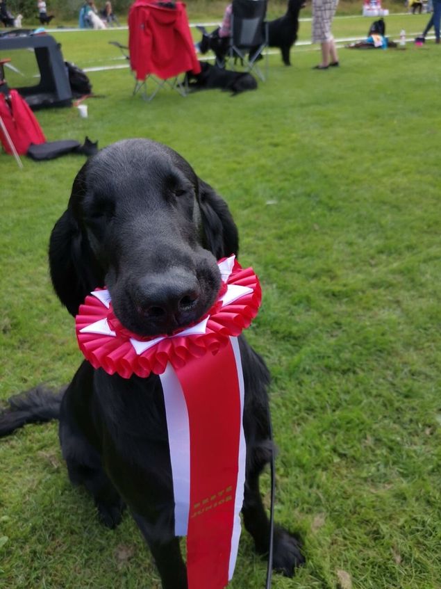NRK avd Gjøvik og Lillehammer 18/8-19.
Judge: Einar Paulsen, Danmark.

✨WHAT A DAY✨

✨