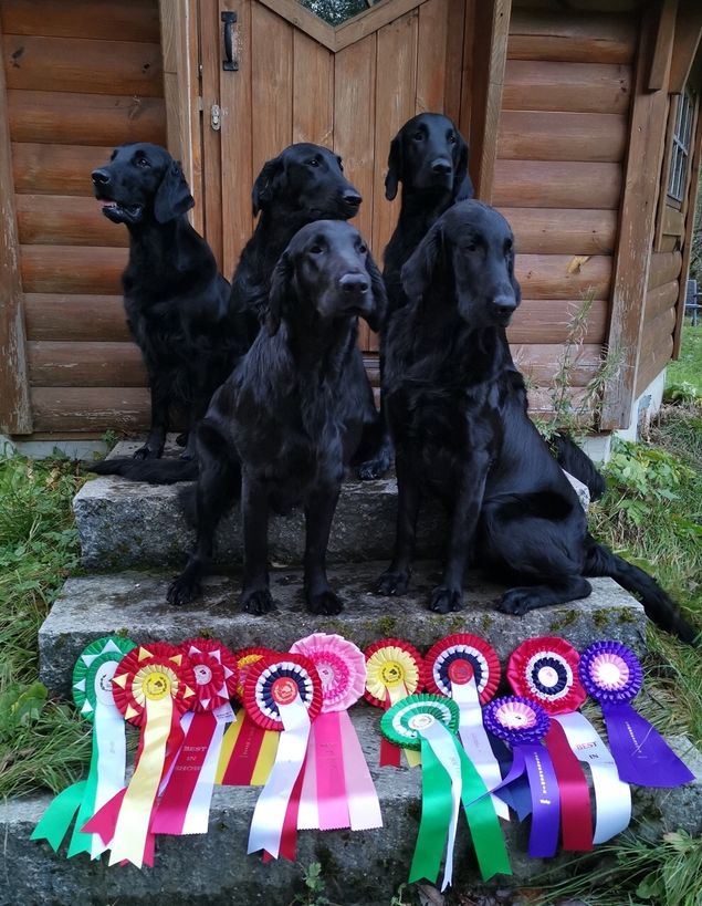 🌟3 x BIS🌟
NRK avd Sogn og Fjordane 12/10.2019
Breed judge: Zoran Rocnik, Serbia/Norge

🌟