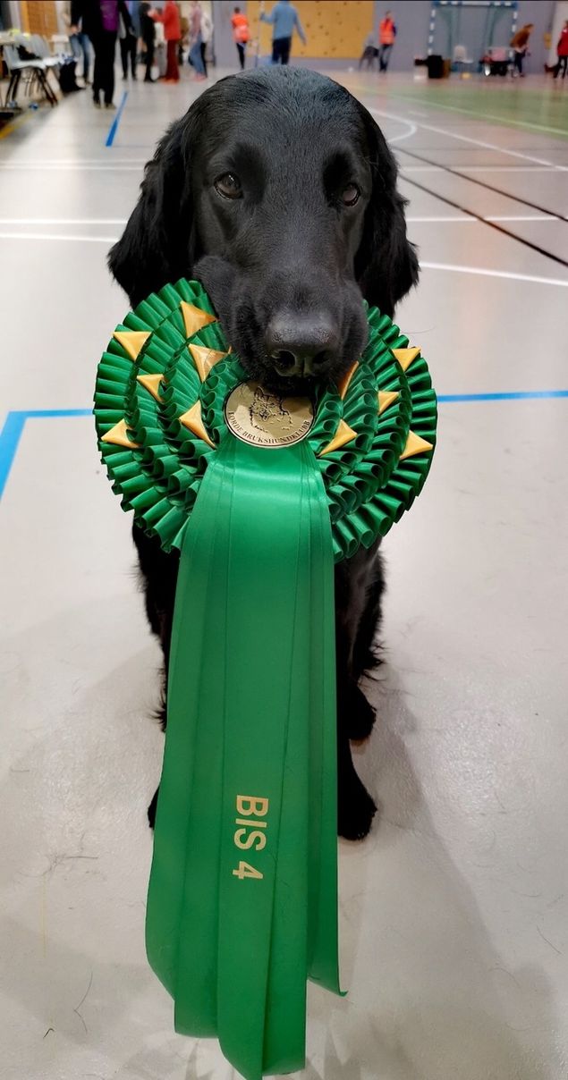 💫Another day another dog show💫
Førde Brukshundklubb 13.10.2019.
All Breed Show.

🌟 