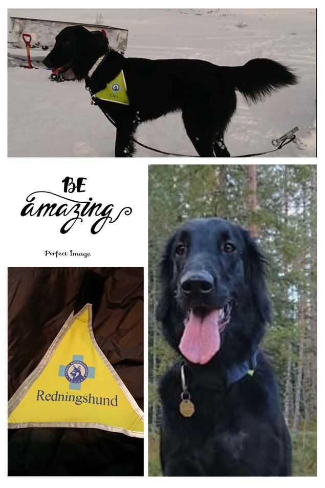 I dag, 8/3-20 ble Frøya (Kalexas Glenlivet) med eier og fører Claus Røynesdal godkjent lavinehund i Norske Redningshunder!
Vi er så stolte over denne bragden av Frøya som på godkjenningstidspunktet er kun 2 år og 13 dager gammel!
Tusen takk til Claus og Marianne som forvalter denne hunden på aller beste måte!